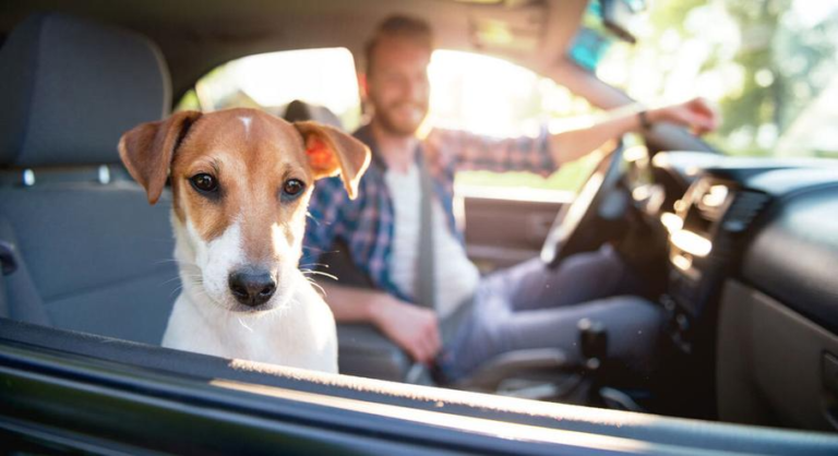 Will a Taxi Take a Dog